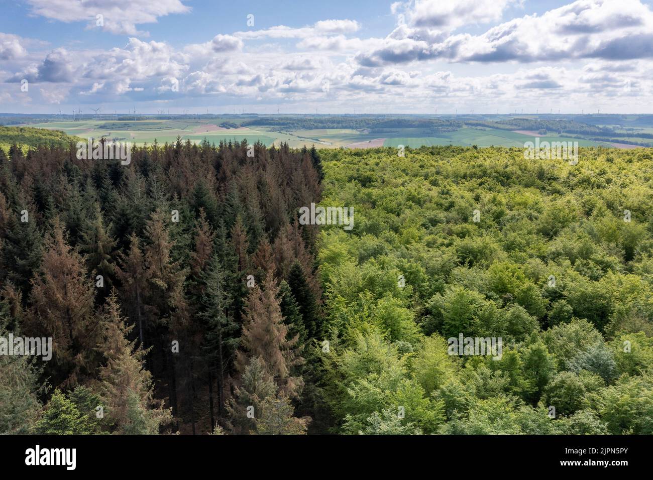 France, Seine Maritime, Dancourt, Eu forest, European spruce plantation suffering from drought in the middle of the beech wood (aerial view) // France Stock Photo