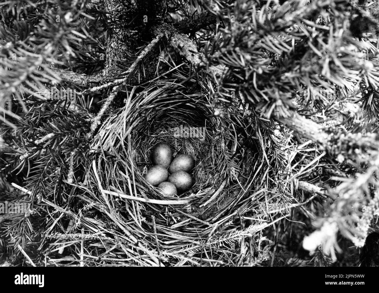 Residence for red wingetrast, turdus iliacus, June 20, 1912 Boplats för rödvingetrast, Turdus iliacus, 20 juni 1912 Stock Photo