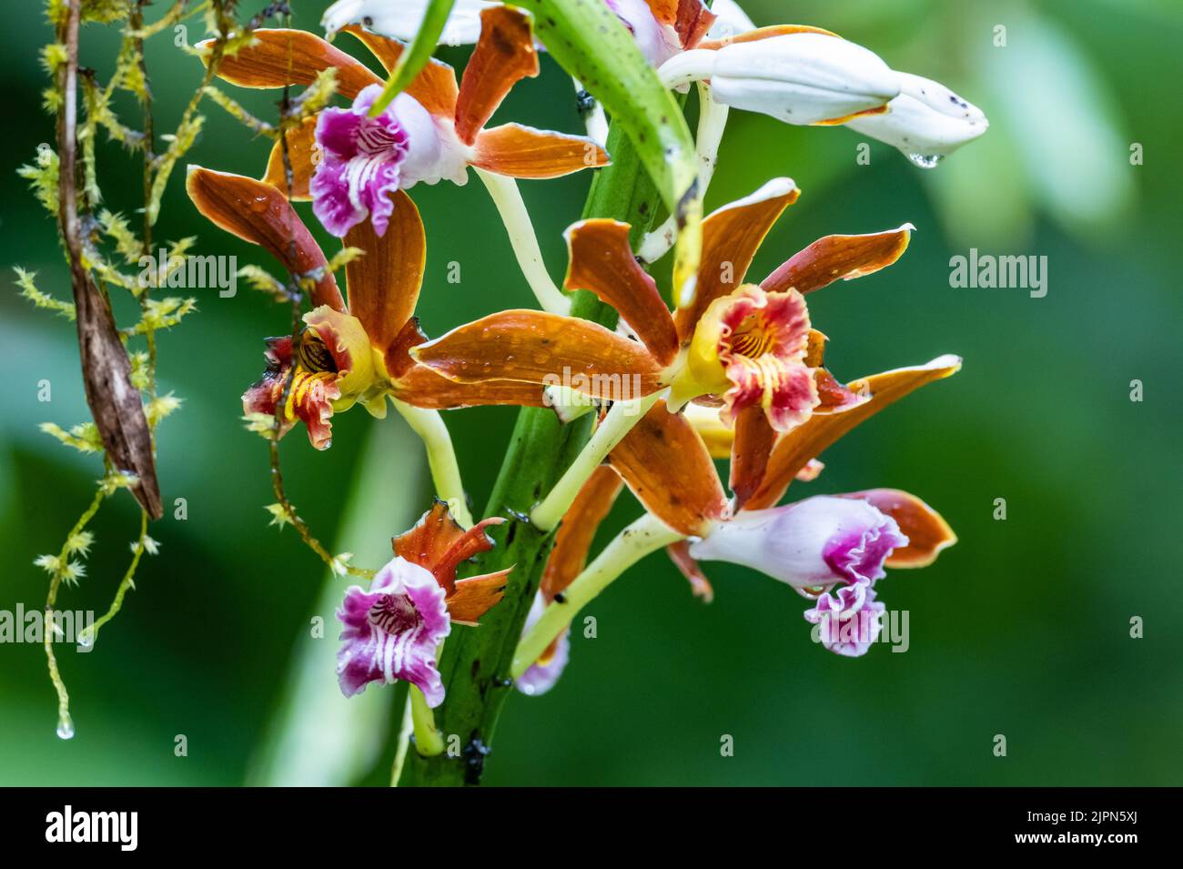 Colorful flowers of Nun’s Orchid (Phaius tankervilliae). Sulawesi, Indonesia. Stock Photo