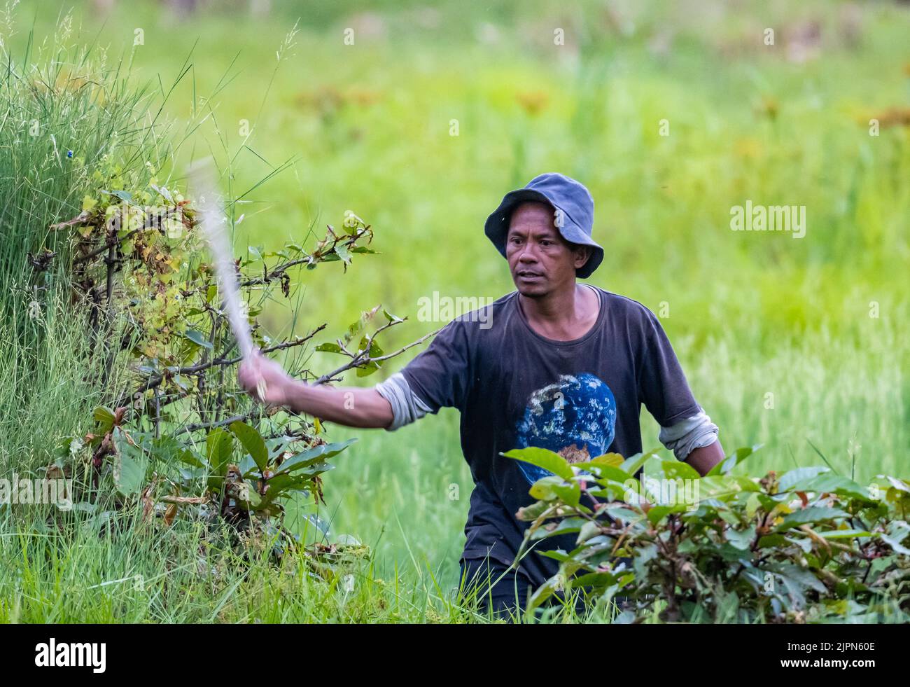 An Indonesian man beating the bushes to flush out birds. Sulawesi, Indonesia. Stock Photo