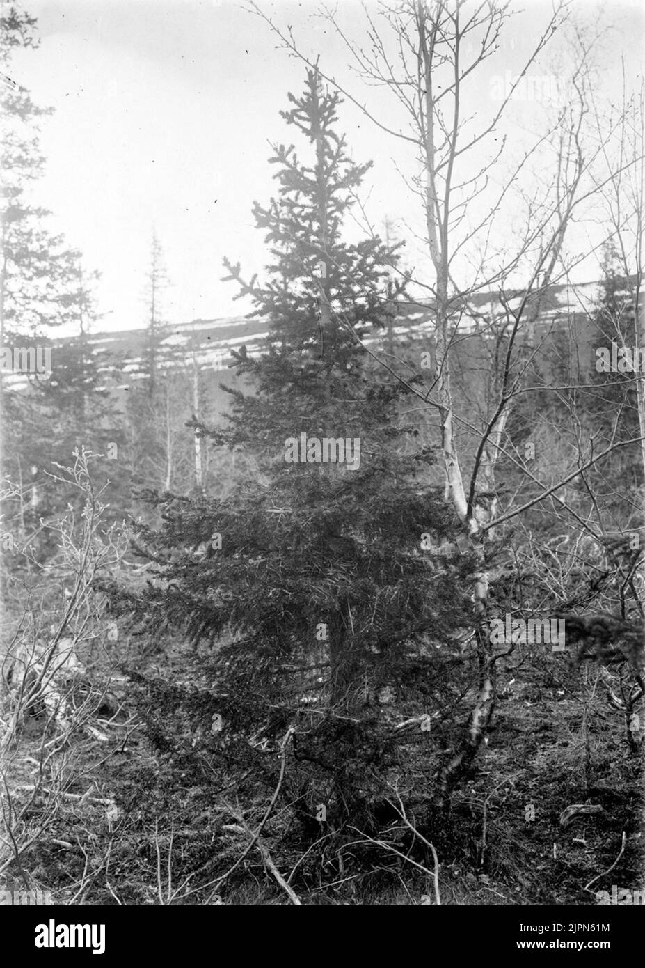 Residence for red wingetrast, turdus iliacus, June 1912 Boplats för rödvingetrast, Turdus iliacus, juni 1912 Stock Photo