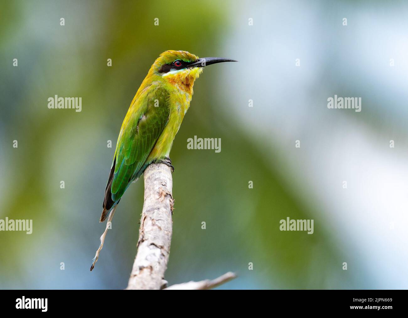 A Blue-tailed Bee-eater (Merops philippinus) perched on a branch. Sulawesi, Indonesia. Stock Photo
