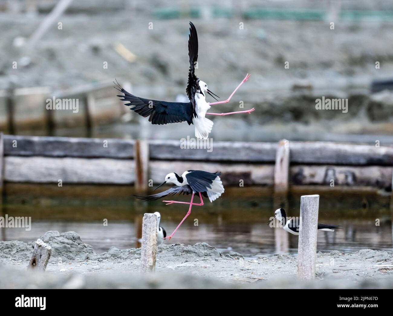 Two pairs of Pied Stilts (Himantopus leucocephalus) engaged in territorial battle. Sulawesi, Indonesia. Stock Photo