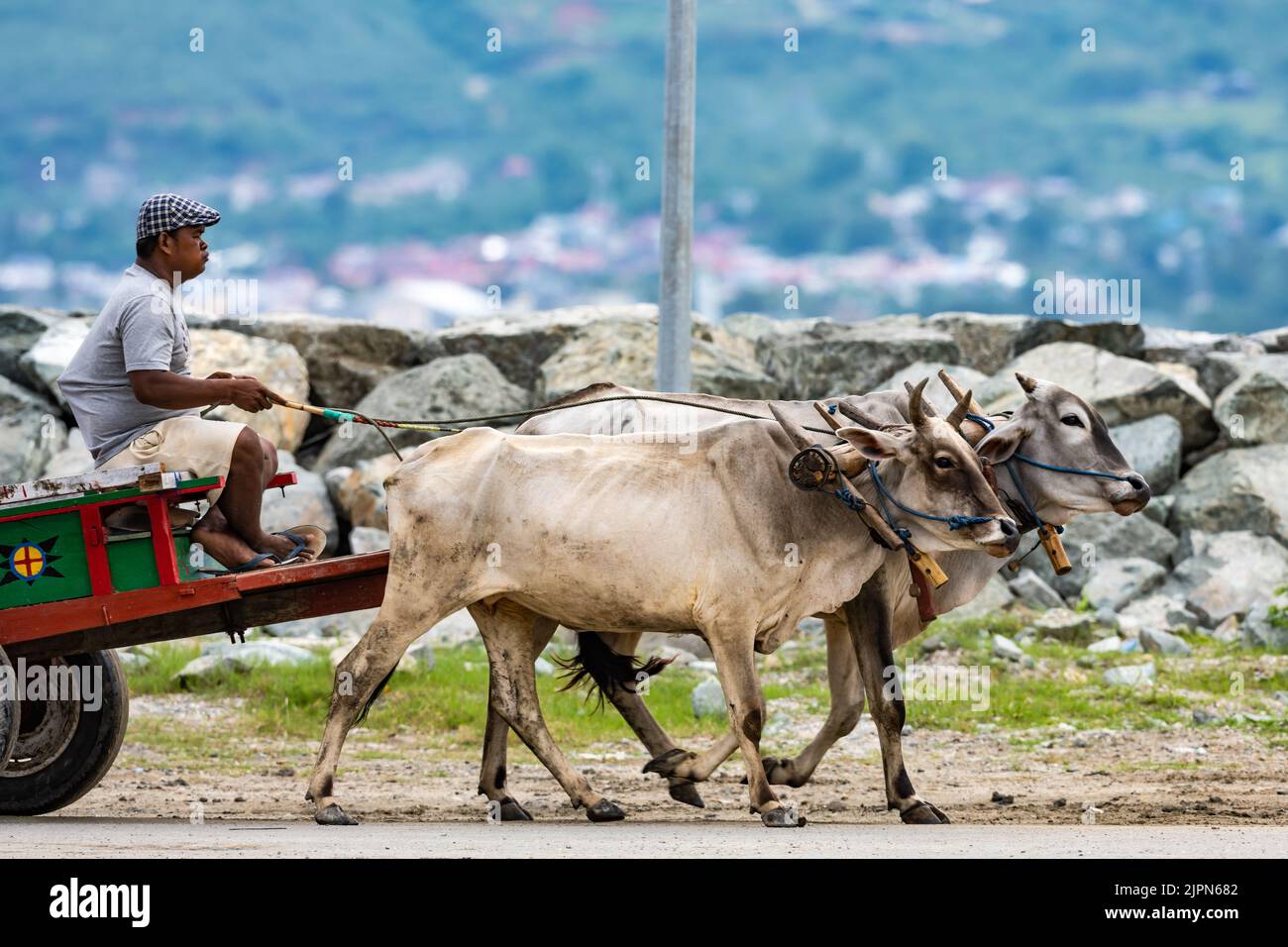 An Indonesian man drives an ox-drawn cart on the street of Palu. Sulawesi, Indonesia. Stock Photo