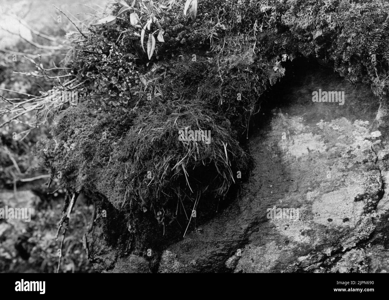 Bird nest of Strömstare (Cinclus Aquaticus) June 18, 1911 Fågelbo av strömstare (Cinclus aquaticus) 18 juni 1911 Stock Photo