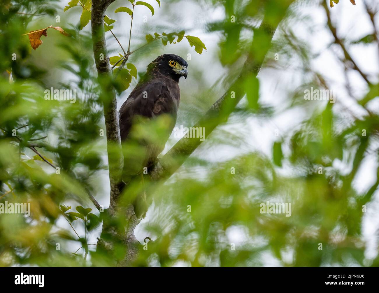 An endemic Sulawesi Serpent-Eagle (Spilornis rufipectus) perched on a branch. Sulawesi, Indonesia. Stock Photo