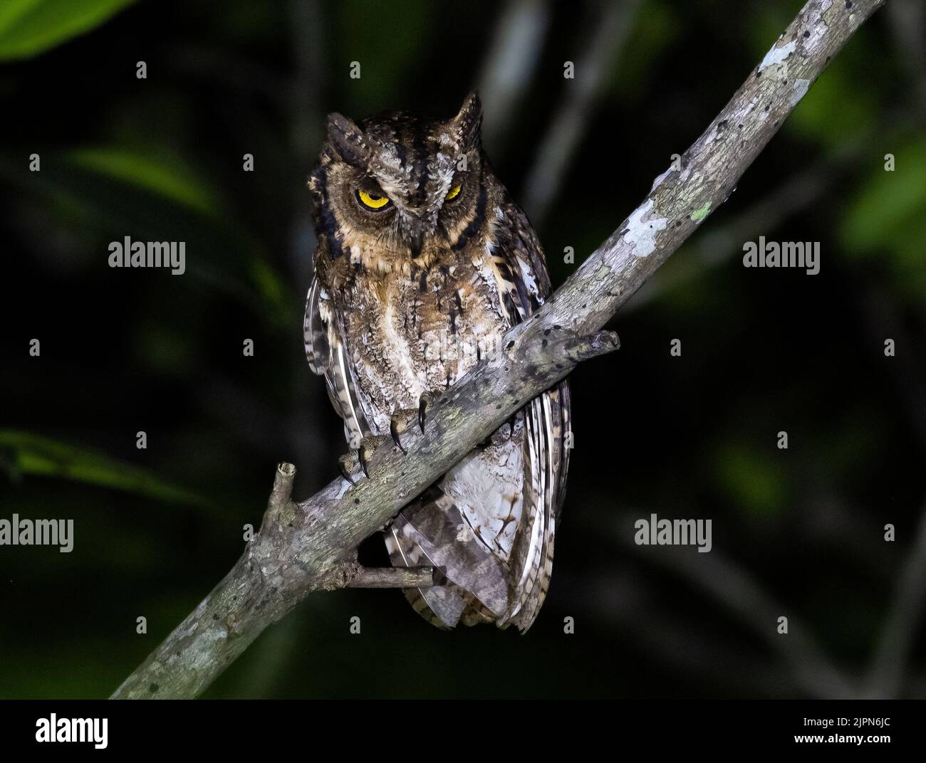 An endemic Moluccan Scops-Owl (Otus magicus) perched on a branch at night. Sulawesi, Indonesia. Stock Photo