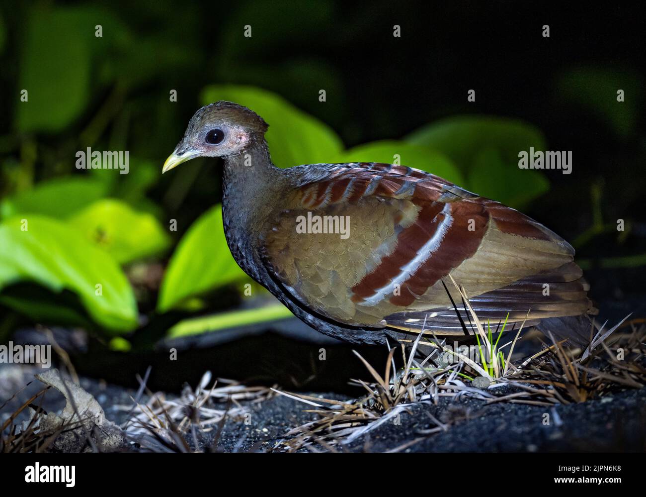 An endemic Moluccan Scrubfowl (Eulipoa wallacei) roost on a beach at night in the wild. Sulawesi, Indonesia. Stock Photo