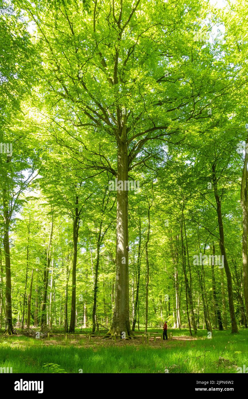 France, Seine Maritime, Arques la Bataille, Arques Forest, beeches forest, European beech (Fagus sylvatica), here the Montariol beech tree // France, Stock Photo