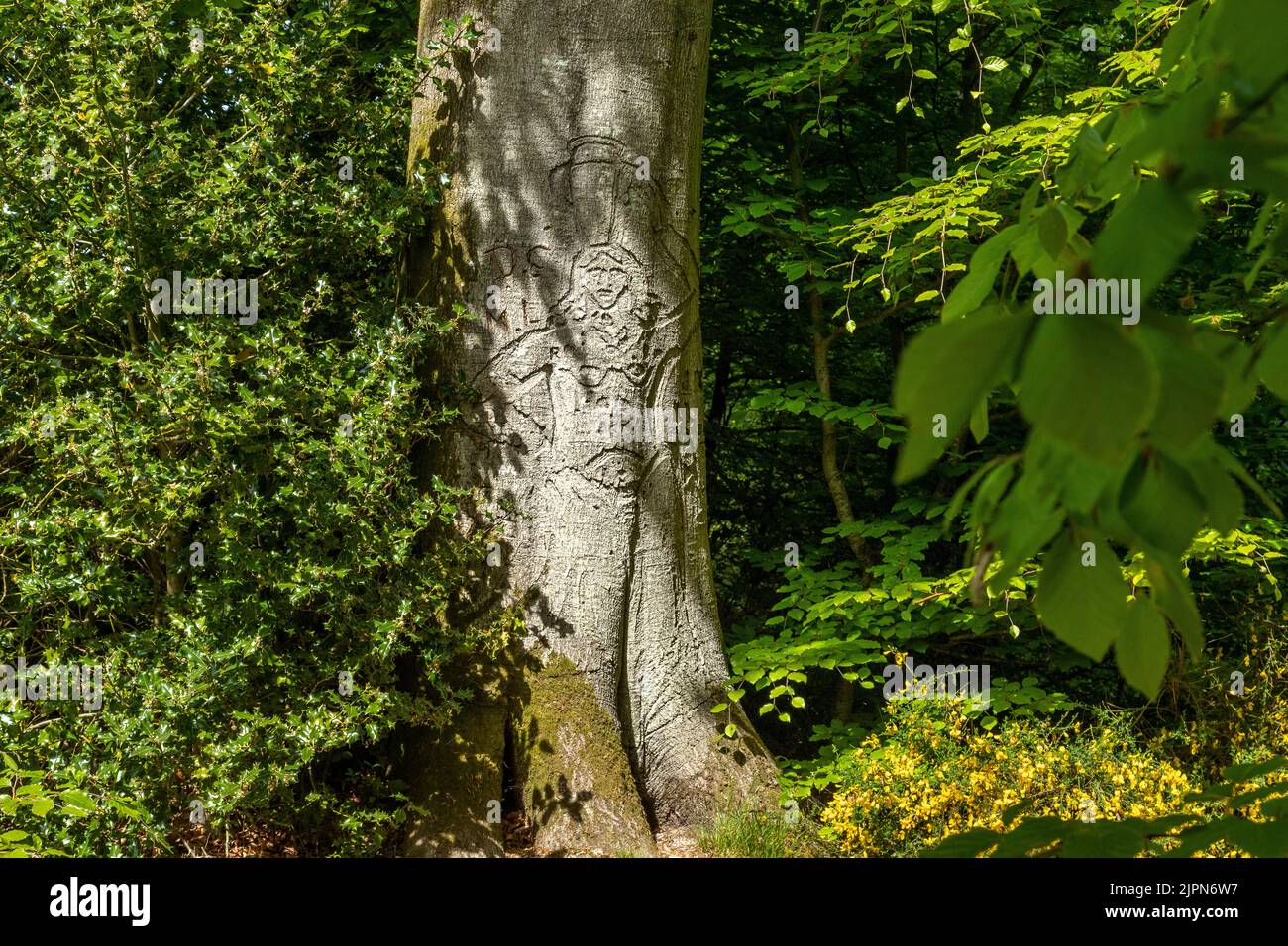 France, Seine Maritime, Arques la Bataille, Arques Forest, the Porteuse d'Eau, woman carrying water engraved on the bark of a beech tree (Fagus sylvat Stock Photo