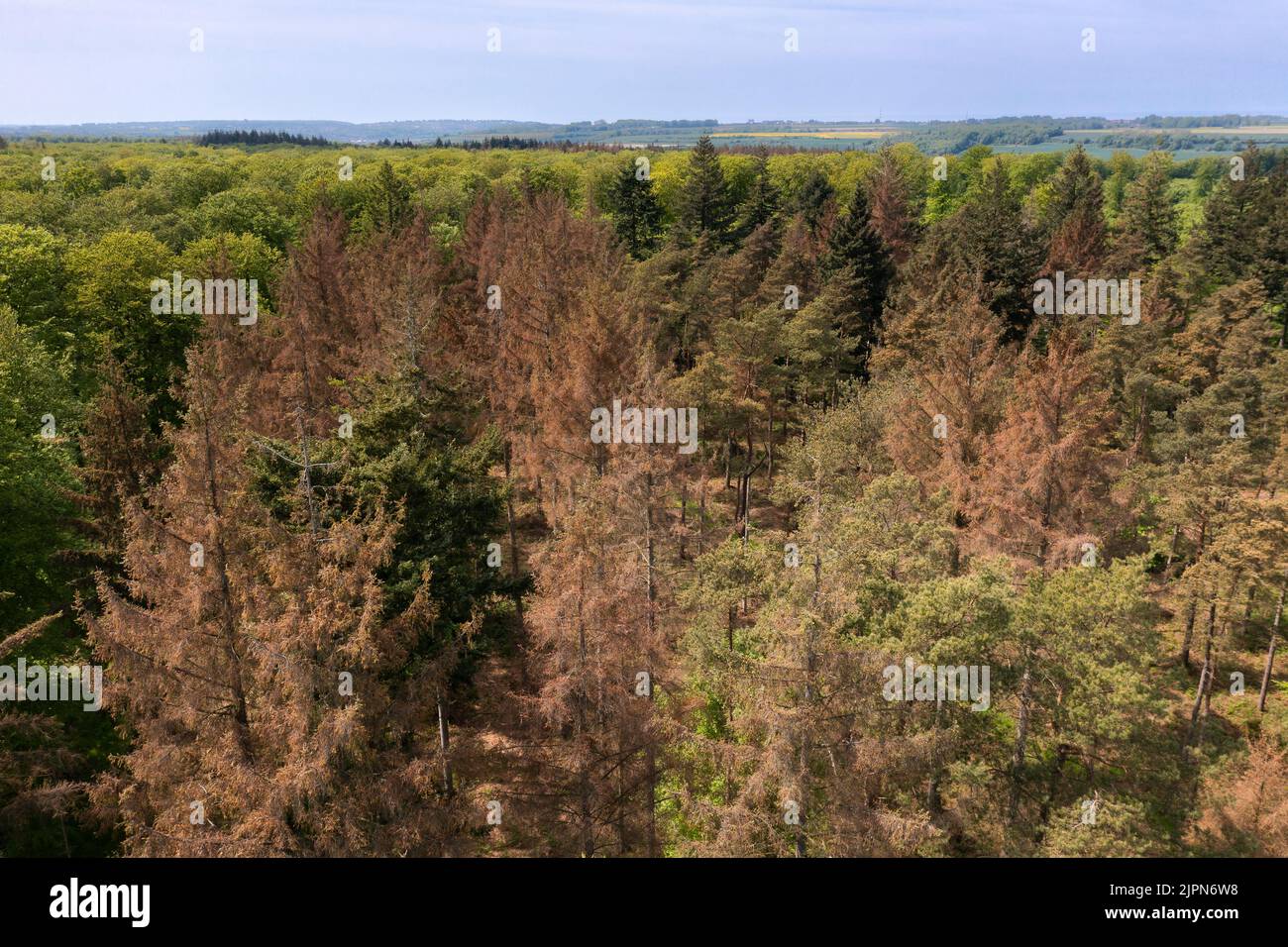 France, Seine Maritime, Arques la Bataille, Arques Forest, conifers suffering from drough (aerial view) // France, Seine-Maritime (76), Arques-la-Bata Stock Photo