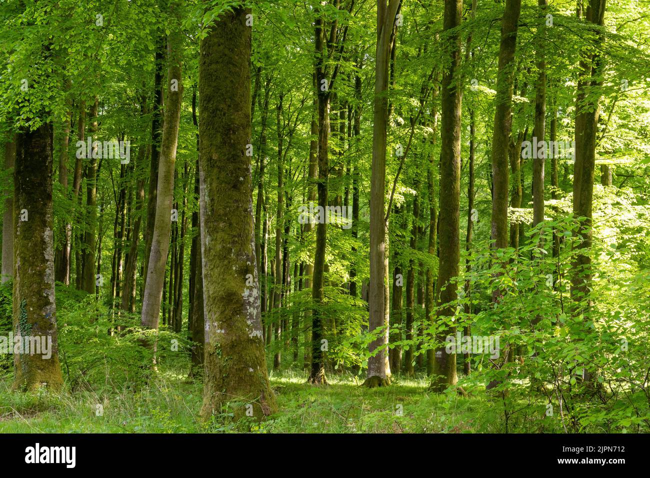 France, Seine Maritime, Rosay, Eawy Forest, beeches forest, European beech (Fagus sylvatica) // France, Seine-Maritime (76), Rosay, forêt d'Eawy, hêtr Stock Photo