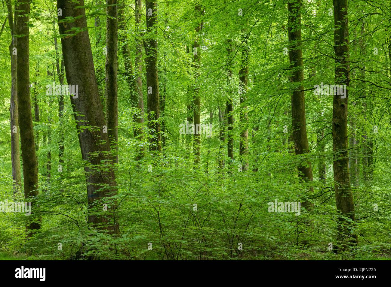 France, Seine Maritime, Rosay, Eawy Forest, beeches forest, European beech (Fagus sylvatica) and common bluebell (Hyacinthoides non-scripta) // France Stock Photo