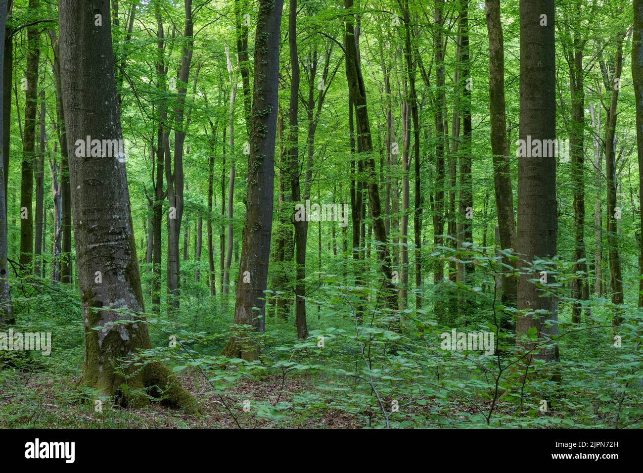 France, Seine Maritime, Rosay, Eawy Forest, beeches forest, European beech (Fagus sylvatica) and common bluebell (Hyacinthoides non-scripta) // France Stock Photo