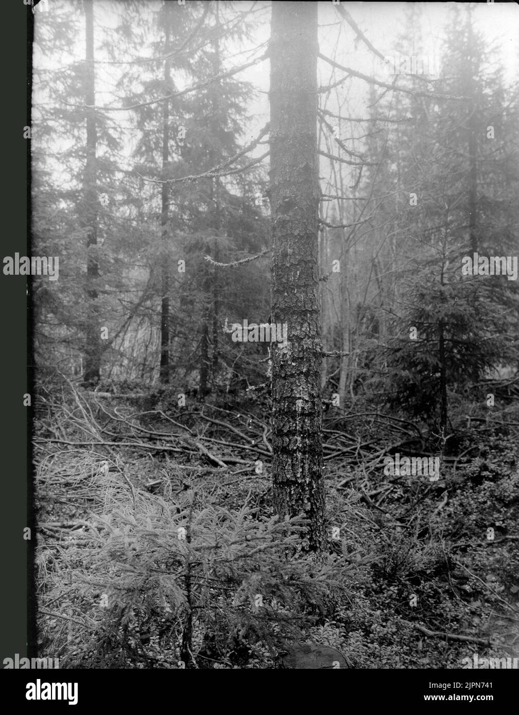 Woodpecker chopping on spruce stem. Larger woodpecker (Picus Major) Hackspetthackning på