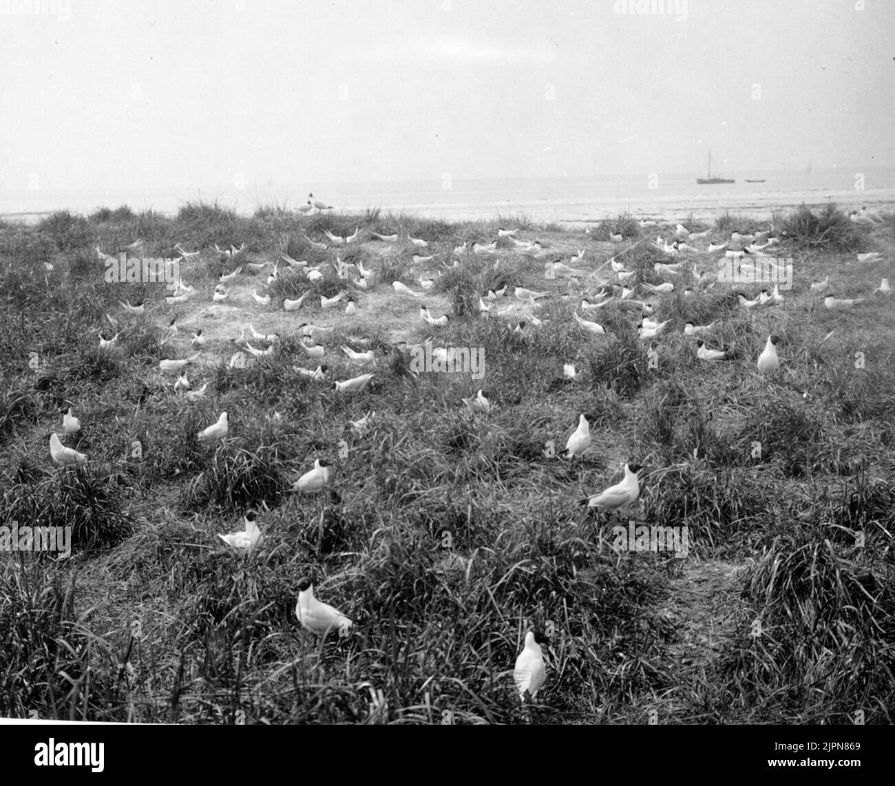 Kentska Tärnkolonia, Sterna Cantiaca, gulls in the foreground, 24/5 1926 Kentska tärnkolonien, Sterna cantiaca, skrattmåsar i förgrunden, 24/5 1926 Stock Photo