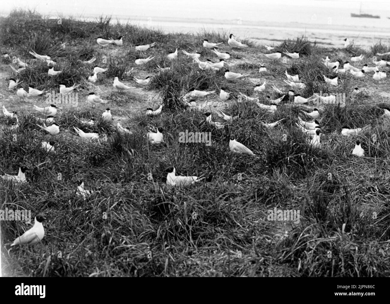 Nesting colony by Kentska Tärnor, Sterna Cantiaca, (some gulls in the foreground), 1925 Häckningskoloni av kentska tärnor, Sterna cantiaca, (några skrattmåsar i förgrunden), 1925 Stock Photo