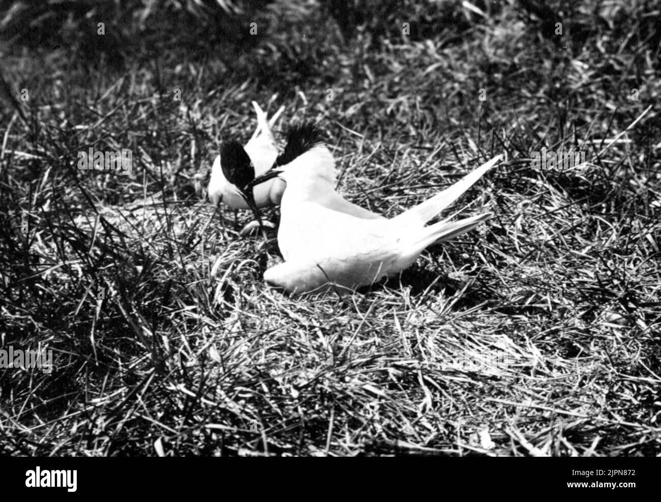 Kentska Tärnan, Sterna Cantiaca, Hanne with fish to unwilling female in the estate, 19/6 1914 Kentska tärnan, Sterna cantiaca, hanne med fisk till obenägna hona i boet, 19/6 1914 Stock Photo