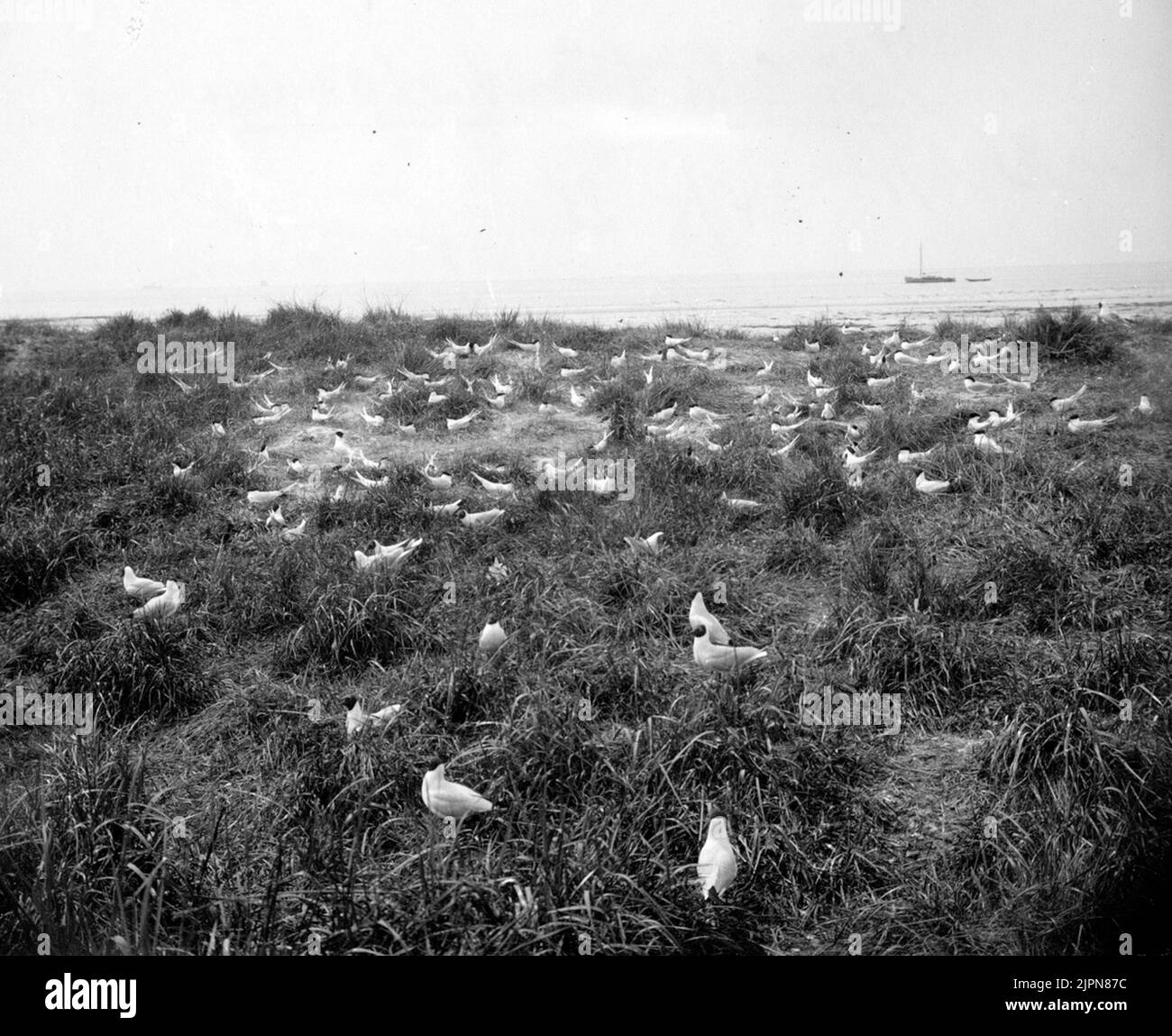 Kentska Ternor, Sterna Cantiaca, Colony, Gulls in the foreground, 24/5 1926 Kentska tärnor, Sterna cantiaca, kolonien, skrattmåsar i förgrunden, 24/5 1926 Stock Photo