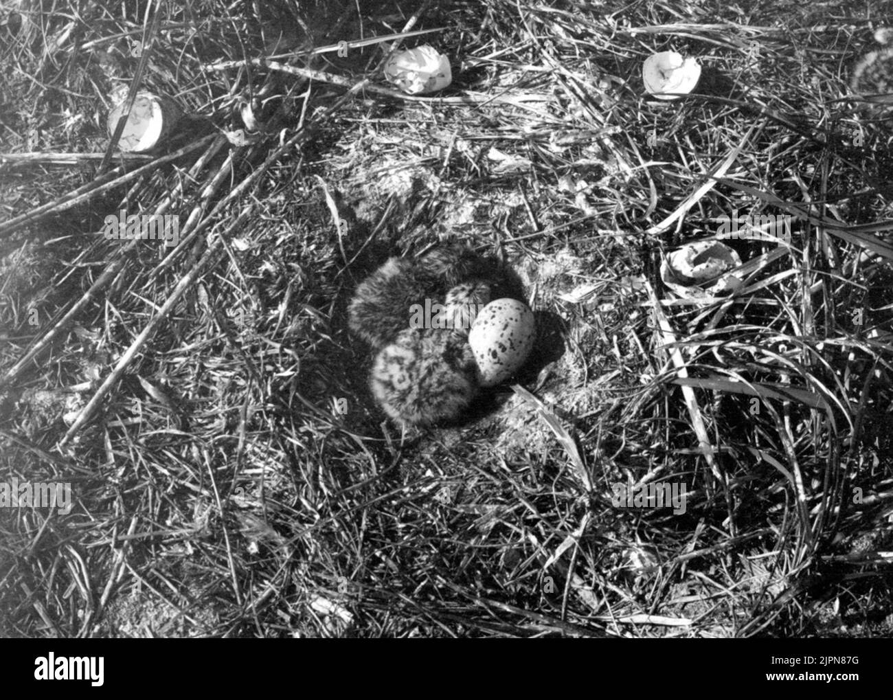 Hatching in Bo of Kentska Tärnan, Sterna Cantiaca Kläckning i bo av kentska tärnan, Sterna cantiaca Stock Photo