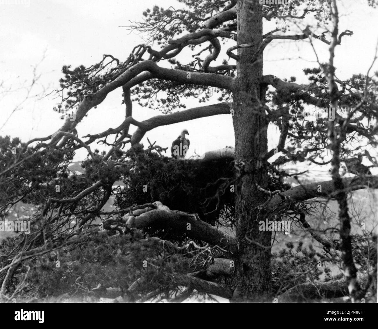 King eagle, Aguila c. Chrysaetos. The old eagle has struck at the kid