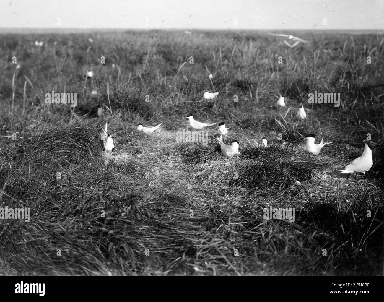 The larger colony of Kentska Tärnor, Sterna Cantiaca, 1919 Den större kolonien kentska tärnor, Sterna cantiaca, 1919 Stock Photo