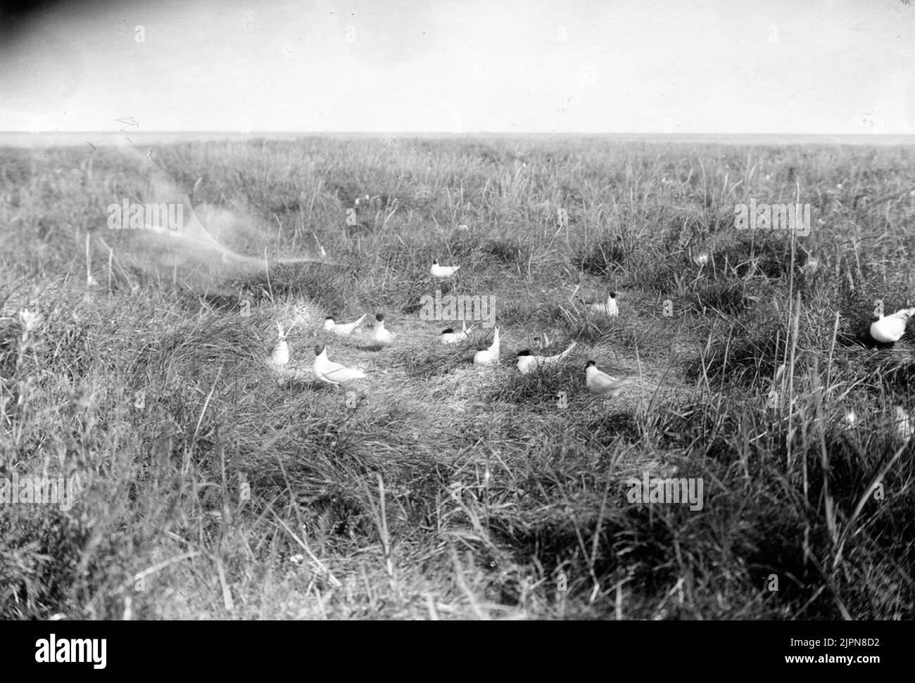 The one Kentsk Tärna, Sterna Cantiaca, Colony in 1919 Den ena Kentsk tärna, Sterna cantiaca, kolonien 1919 Stock Photo