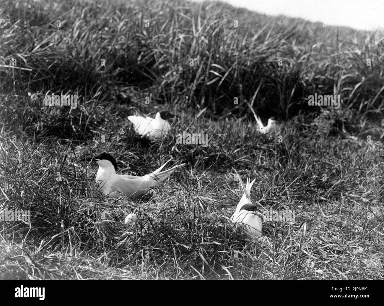 Kentska Tärnor, Sterna Cantiaca and Laughing Gull, 28/5 1908 Kentska tärnor, Sterna cantiaca och skrattmås, 28/5 1908 Stock Photo