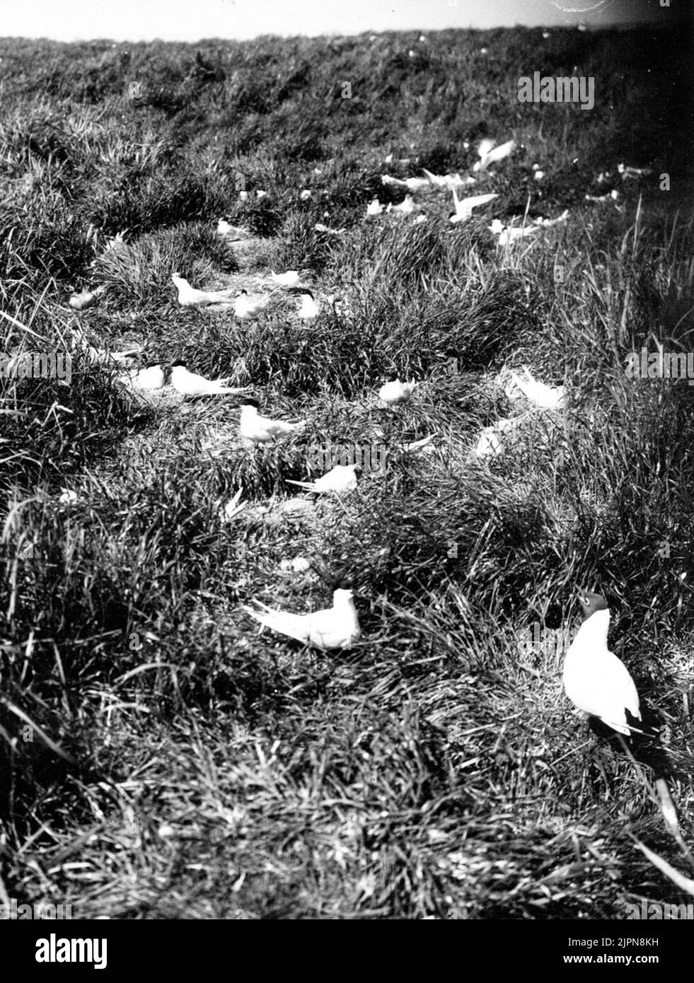 Colony of Kentska Tärnor, Sterna Cantiaca, 27/5 1925, (a gull in the lower right corner) Koloni av Kentska tärnor, Sterna cantiaca, 27/5 1925, (en skrattmås i nedre högra hörnet) Stock Photo