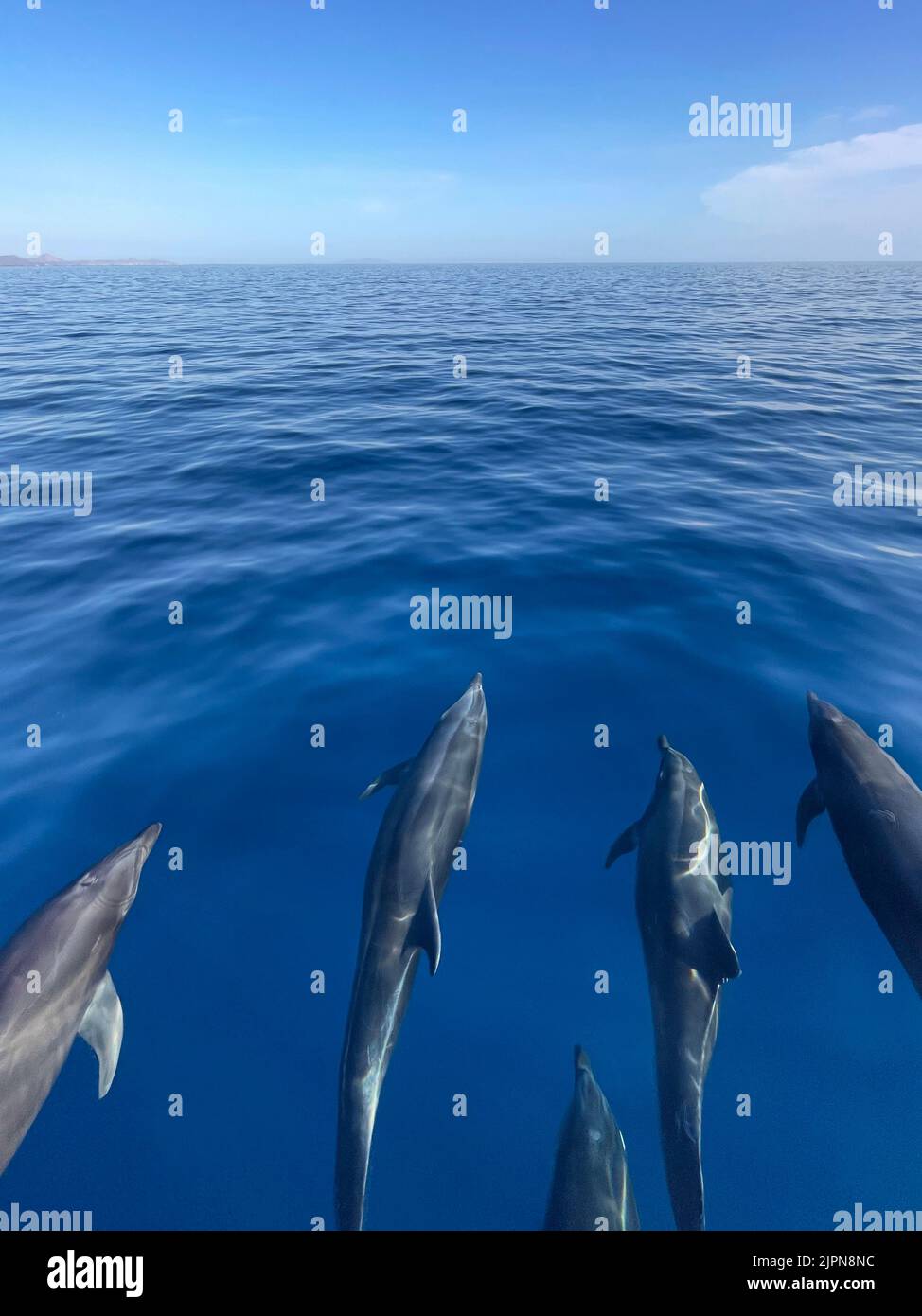 Dolphins swimming in clear, blue, glassy water Stock Photo
