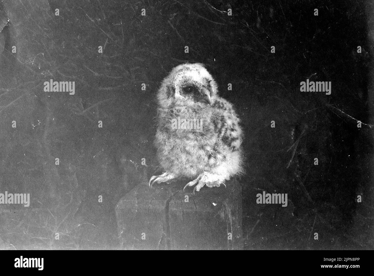 Cat owl kid, strix aluco.16 maj 1905 Kattuggleunge,strix aluco.16 maj 1905 Stock Photo