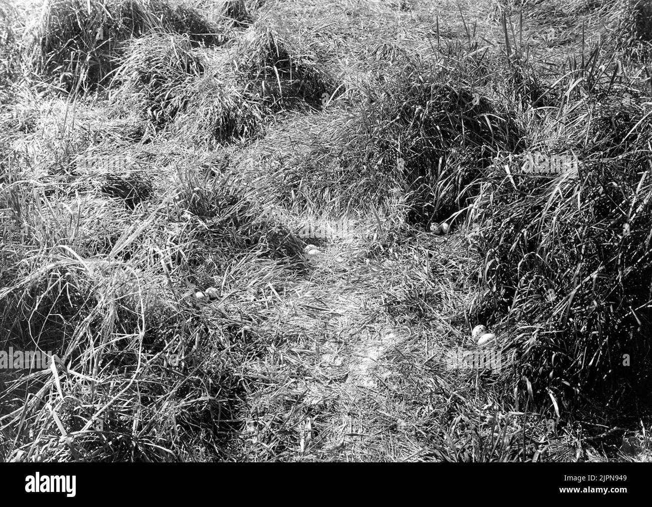 Nests of Kentsk Tärna (Sterna Cantiaca) Bon av Kentsk tärna (Sterna cantiaca) Stock Photo
