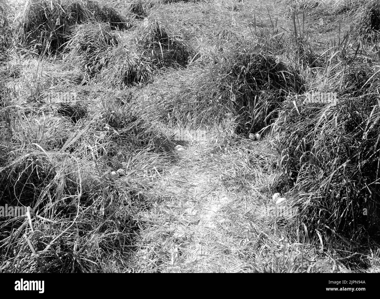 Nests of Kentsk Tärna (Sterna Cantiaca), about ½ meters between the settlements.4/5-1938. Bon av Kentsk tärna (Sterna cantiaca), ca ½ meter mellan boplatserna.4/5-1938. Stock Photo