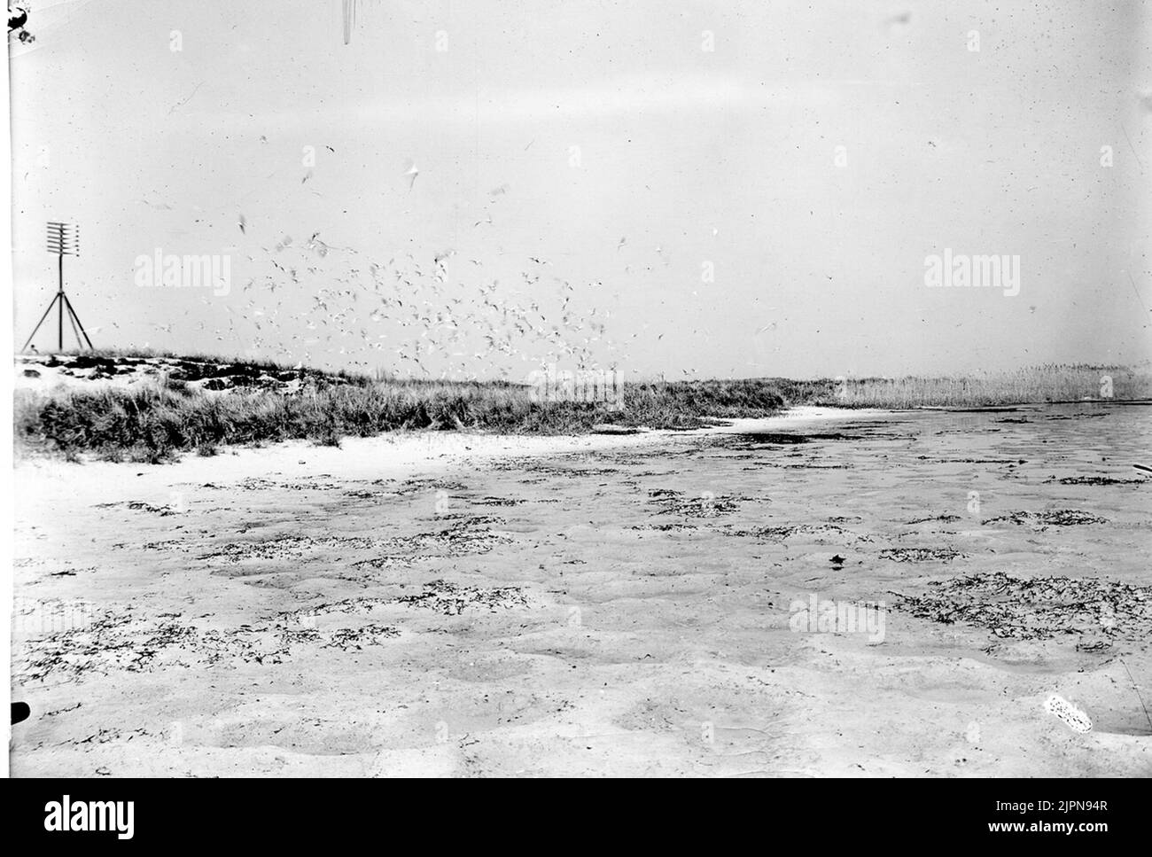 Breeding terrain for Kentsk Tärna (Sterna Cantiaca). 15/5-1938. Häckningsterräng för Kentsk tärna (Sterna cantiaca). 15/5-1938. Stock Photo