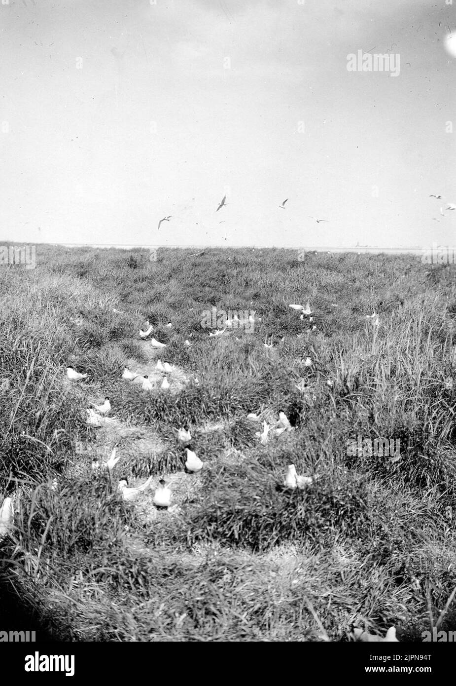 Breeding and community of Kentsk Tärna (Sterna Cantiaca). 31/5-1925 Häcknings- och samhälle av Kentsk tärna (Sterna cantiaca). 31/5-1925 Stock Photo