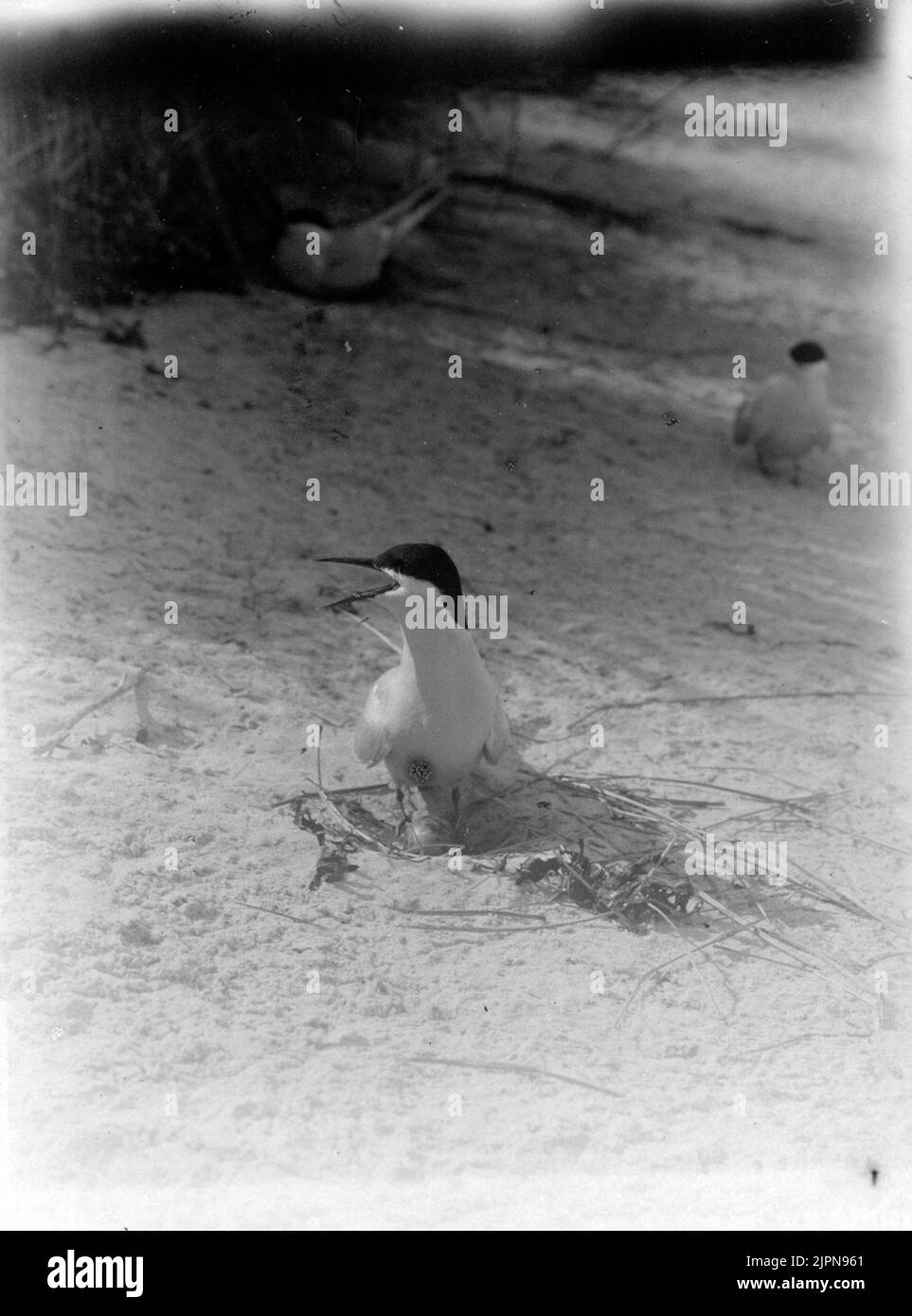 Silver tern (Sterna arctica) over the nest. 1919. Silvertärna (Sterna arctica) över boet. 1919. Stock Photo