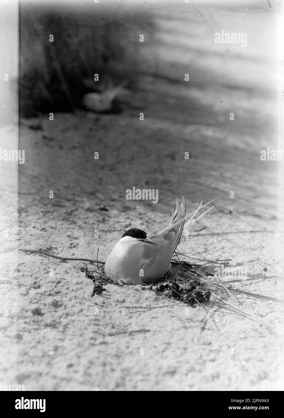 Silver tern (Sterna Arctica). 1919. Silvertärna (Sterna arctica). 1919. Stock Photo