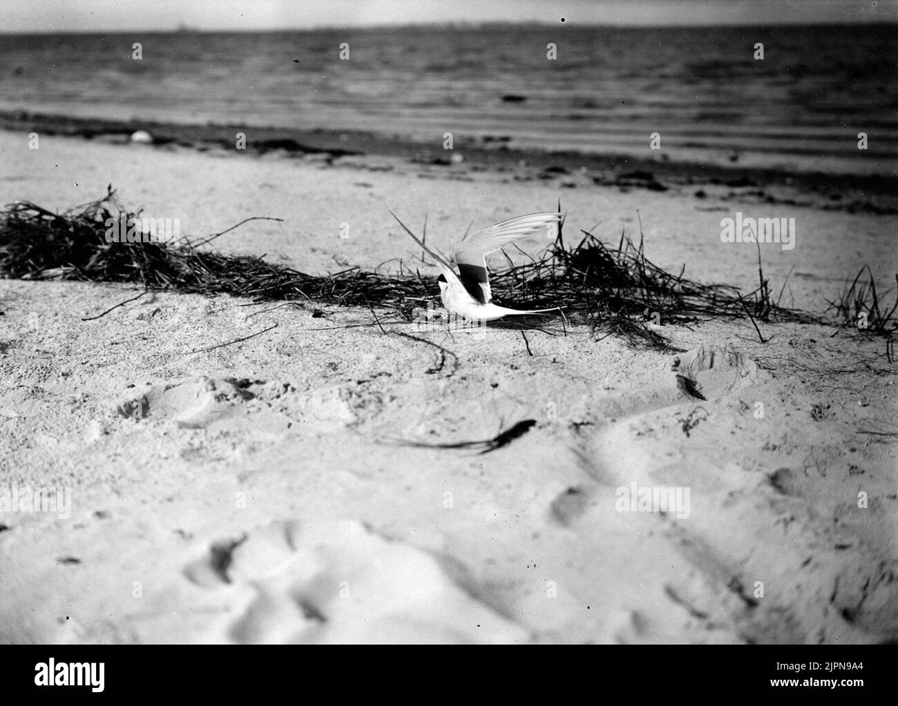 Silver tern (Sterna Arctica) at the estate, May 1913. Silvertärna (Sterna arctica) vid boet, maj 1913. Stock Photo