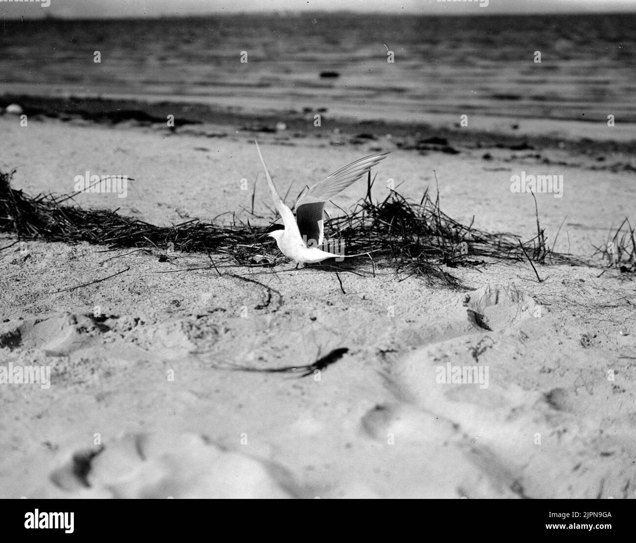 Silver tern (Sterna arctica) at Bo 30/5-1913. Silvertärna (Sterna arctica) vid bo 30/5-1913. Stock Photo