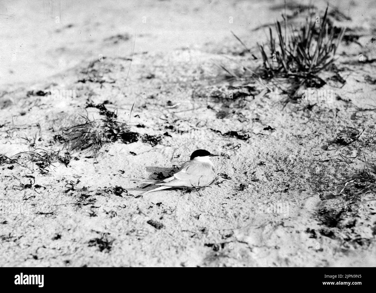 Silver tern (Sterna Arctica) 1919. Silvertärna (Sterna arctica) 1919 ...