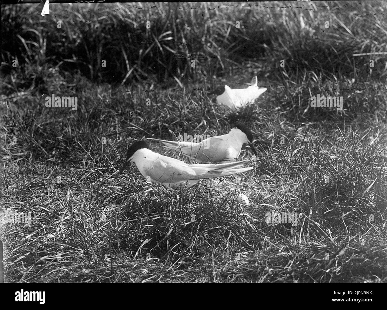 Kentsk Tärna (Sterna Cantiaca) and a gull. 1918. Kentsk tärna (Sterna cantiaca) och en skrattmås. 1918. Stock Photo