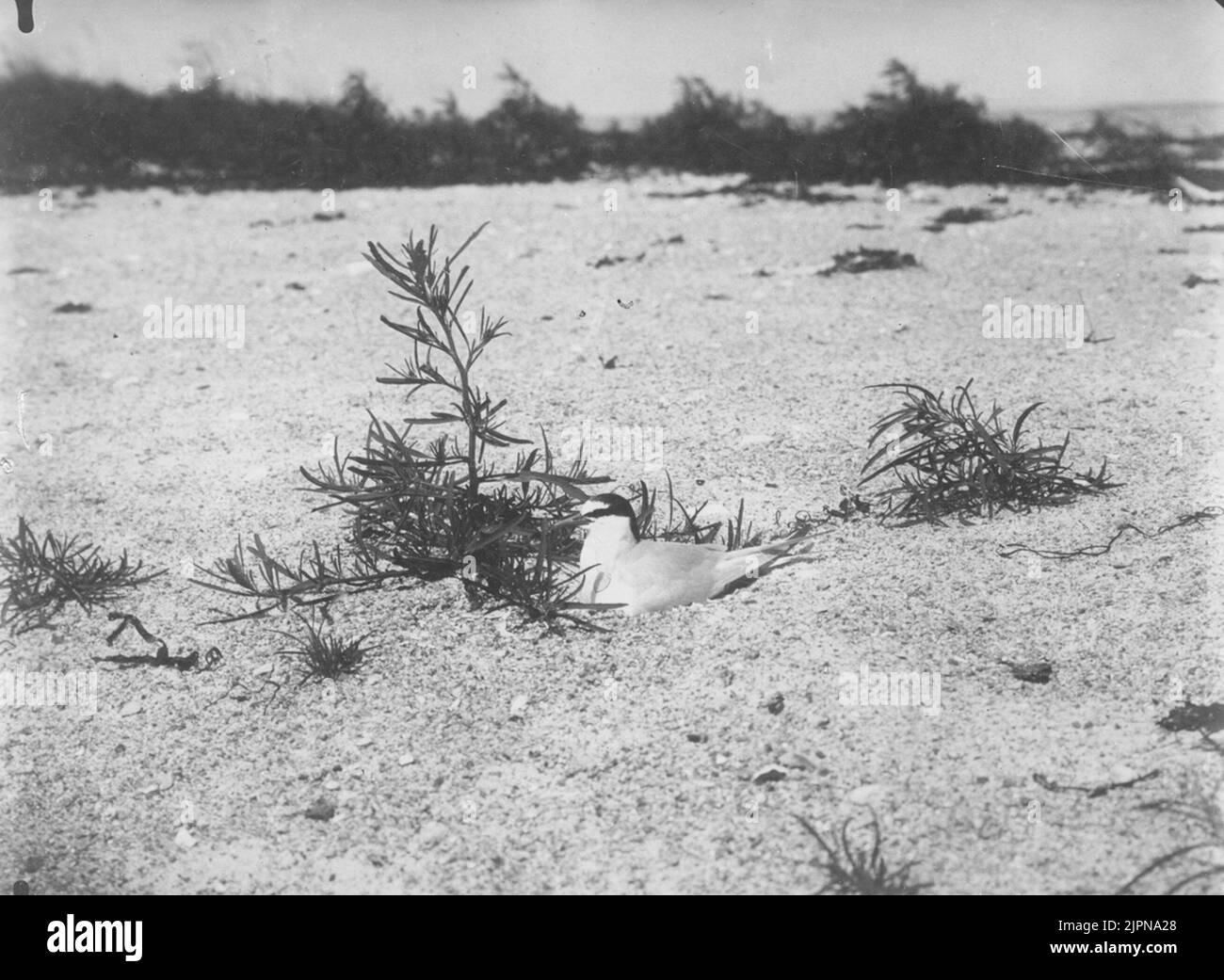 Roughening small tern (Sterna minute). (enlarged image). Ruvande ...