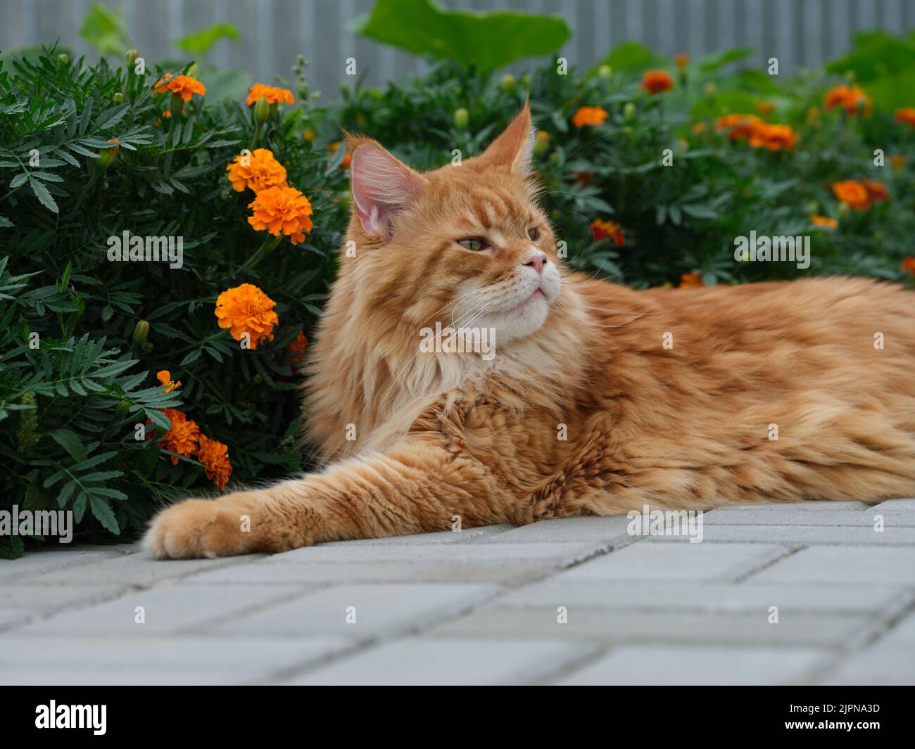 A red Maine Coon cat lying in a flower garden. Close up. Stock Photo