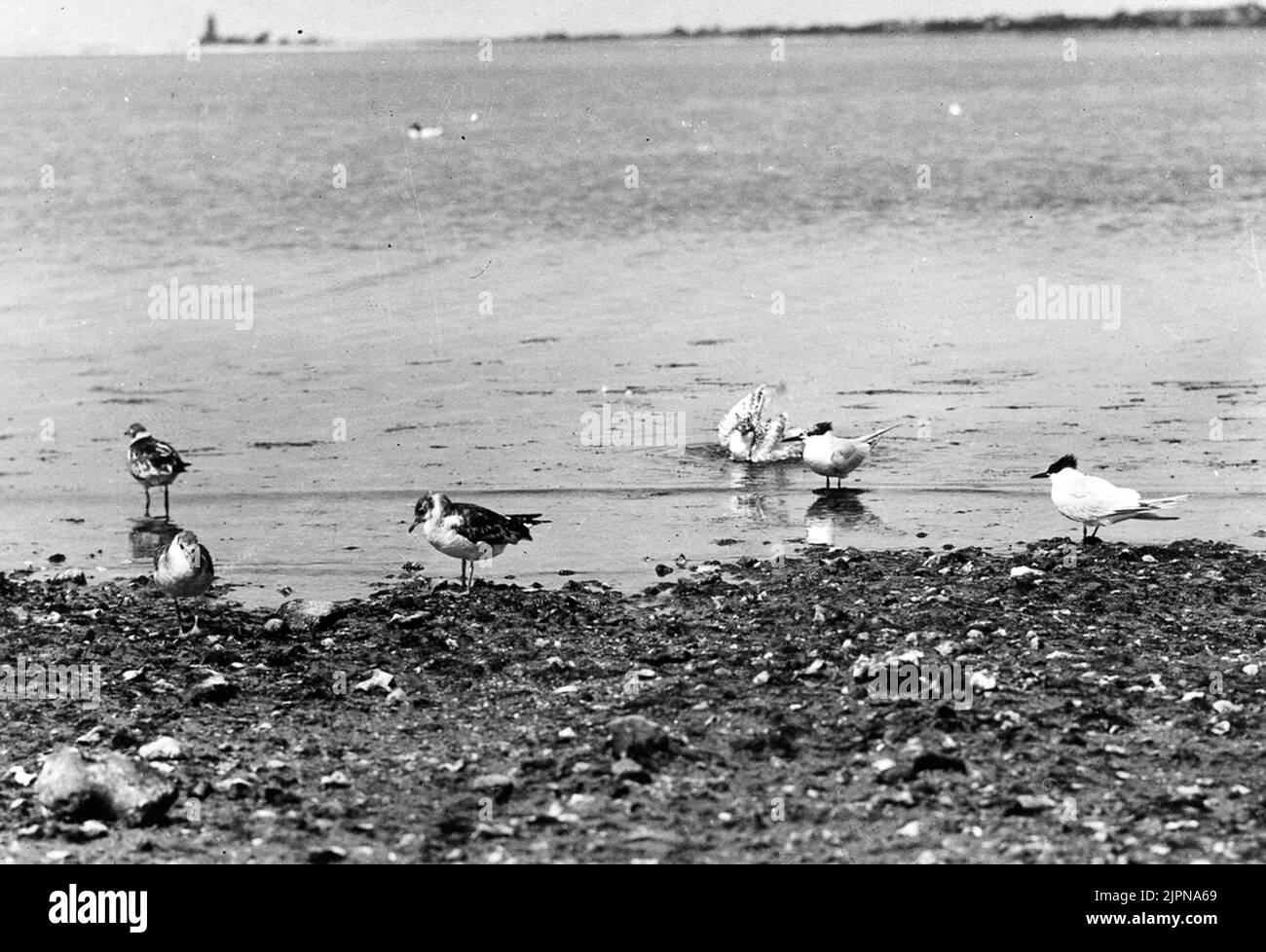 Kentsk Tärna (Sterna Cantiaca) and young gulls. Kentsk tärna (Sterna cantiaca) och unga skrattmåsar. Stock Photo