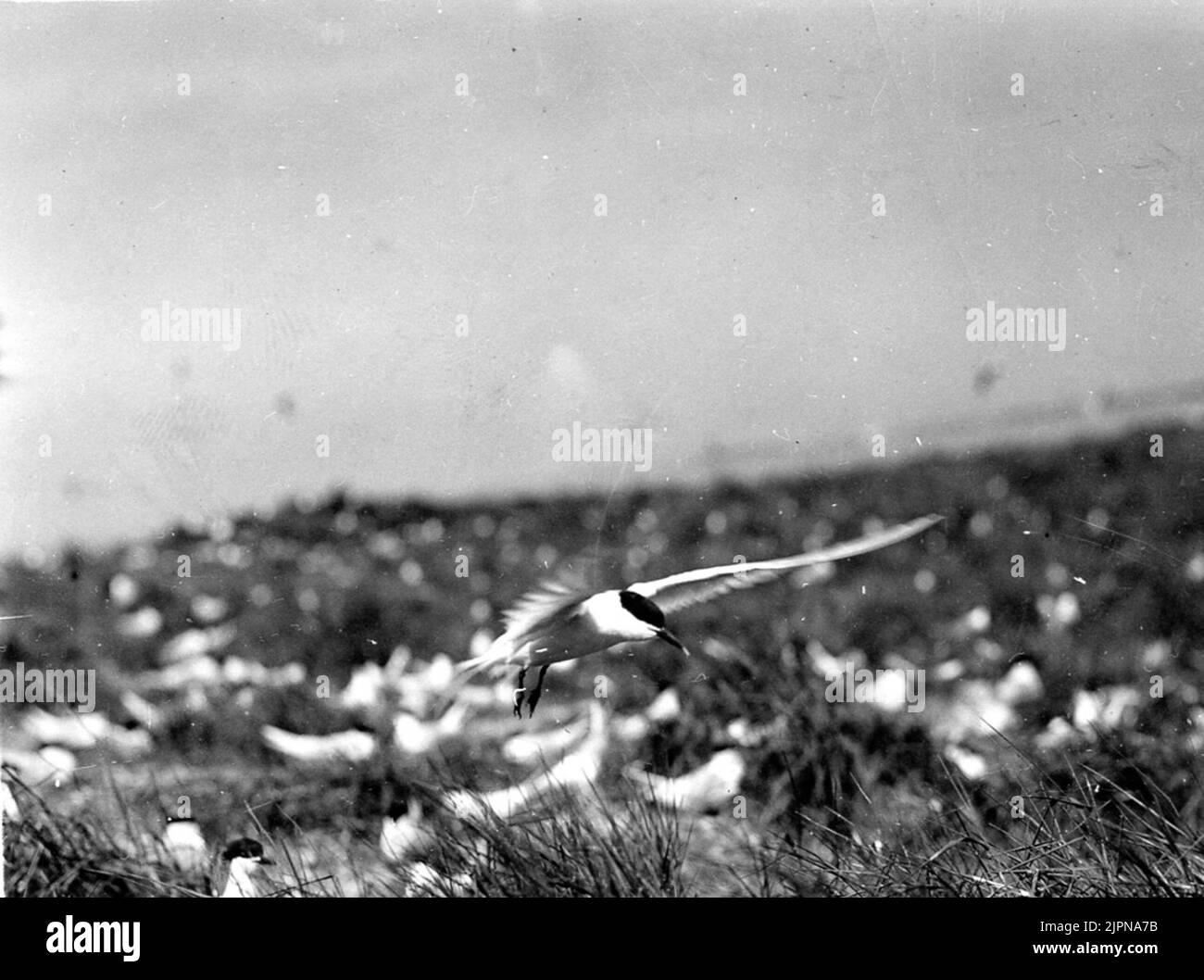 A Kentian tern (Sterna Cantiaca) strikes in society. En Kentsk tärna (Sterna cantiaca) slår ned i samhället. Stock Photo
