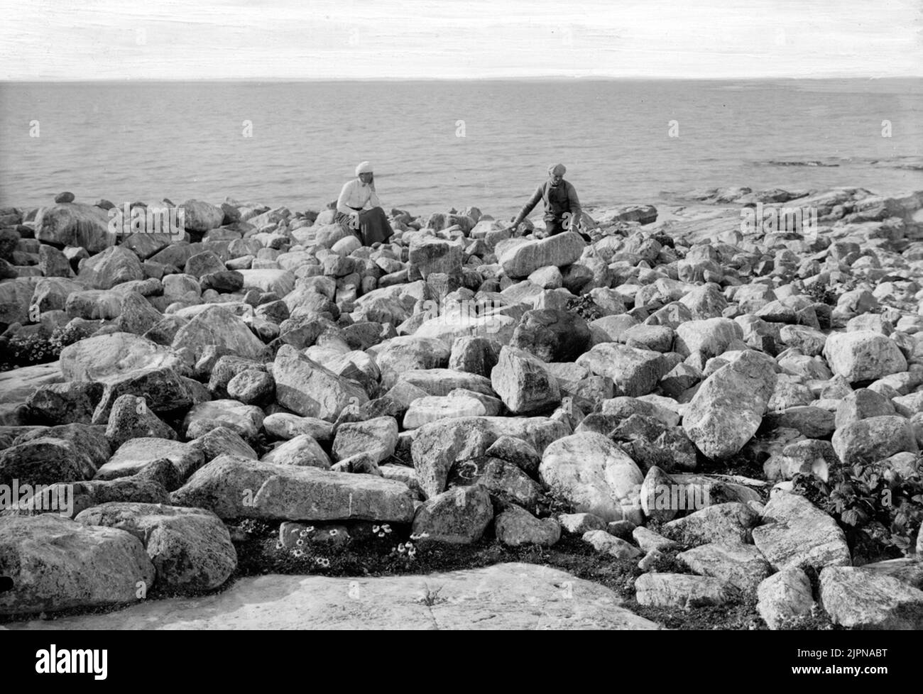 Biotope for Tobis Grissla (Uria g. Grylle) and Törd (Tord Mule). Nanna and Grönlund? At the beach. Biotop för tobisgrissla (Uria g. grylle) och törd(tordmule). Nanna och Grönlund? vid stranden. Stock Photo
