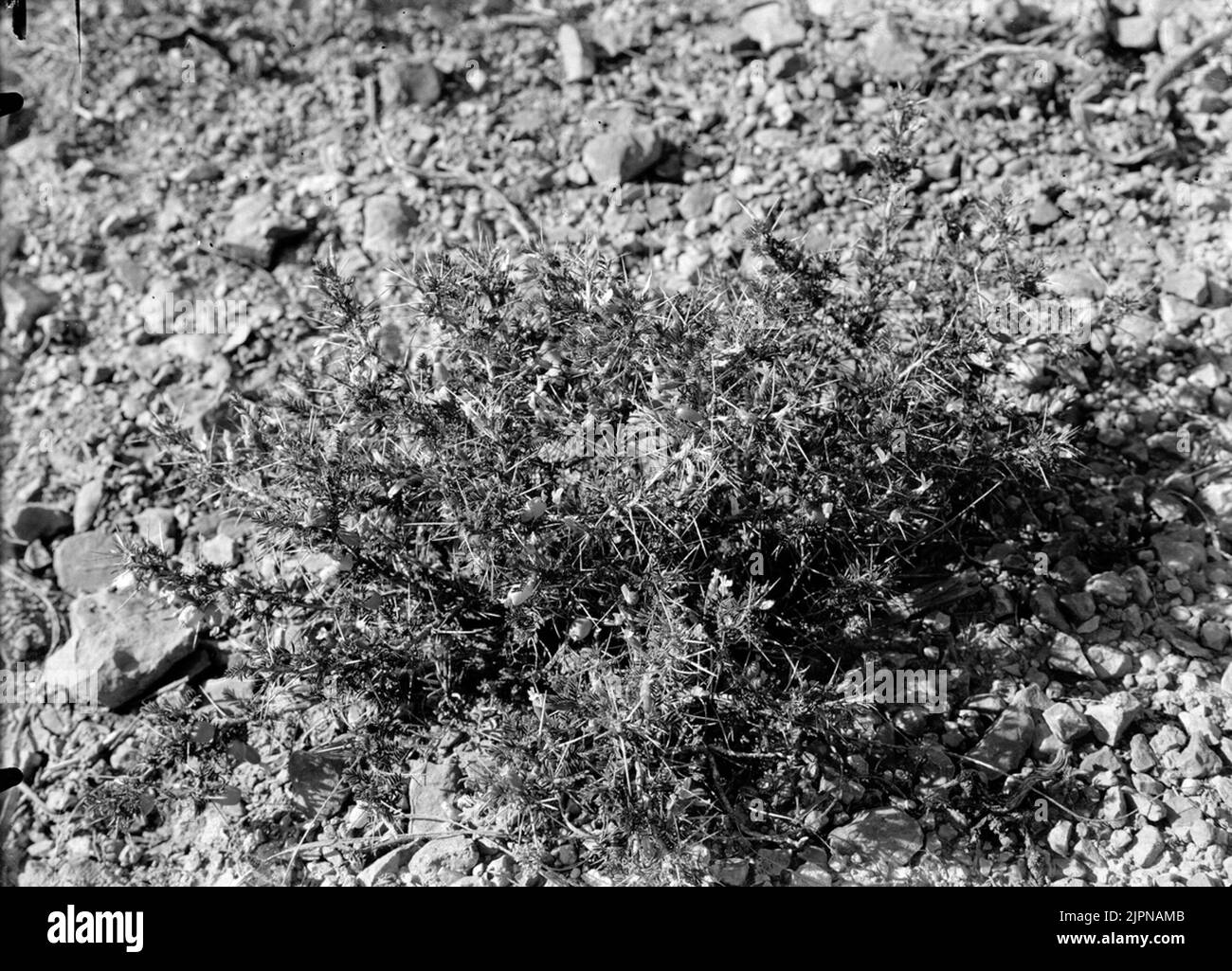 Acanthyllis numidica, plant in batna, algeria Acanthyllis numidica, växt i Batna, Algeriet Stock Photo