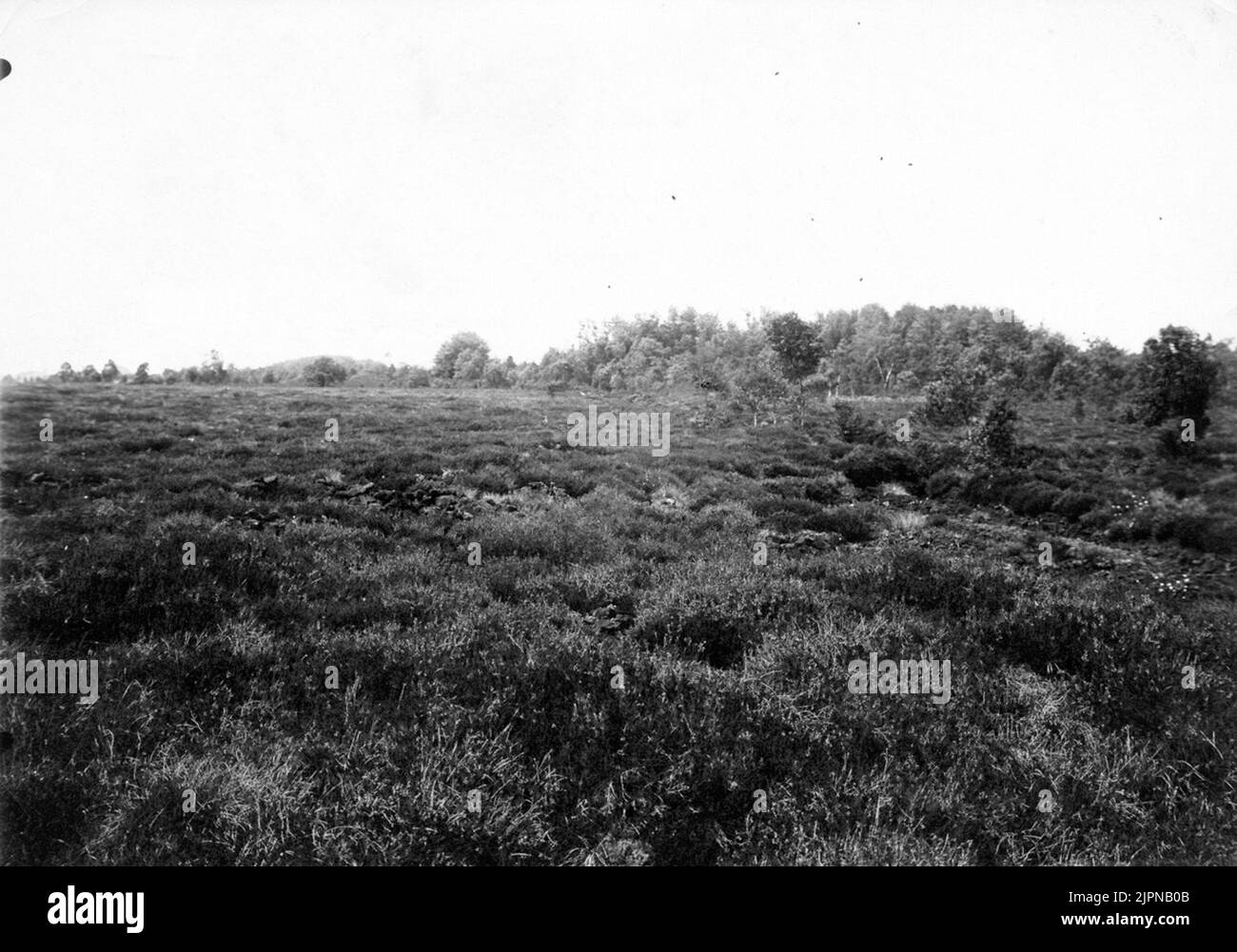 Biotope And Settlement For Orre (Lyrurus T. Tetrix) June 1921. Biotop ...