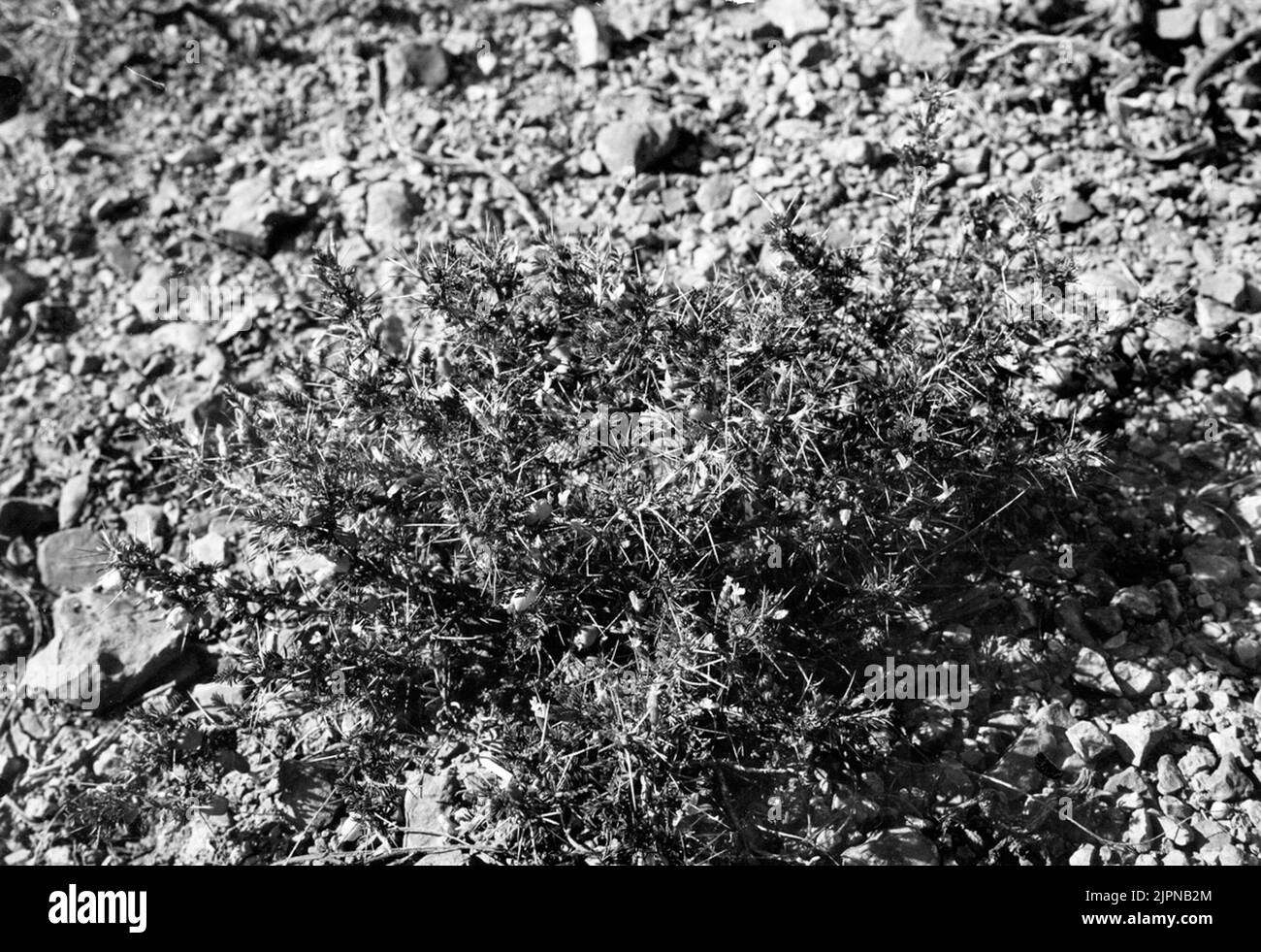 Acanthyllis Numidica Batna, Algeria 5 May 1910 Less Good! Acanthyllis numidica Batna, Algeriet 5 maj 1910 mindre god! Stock Photo