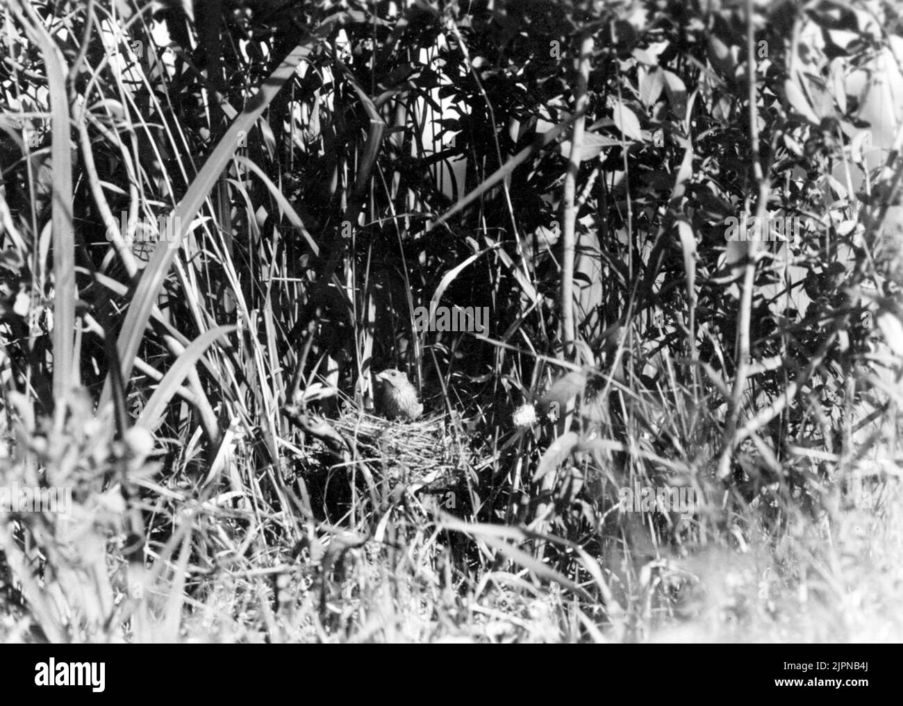 Rosenfink, Carpodacus Erythrinus, I Boet. Foto E. Merikallio 1948 Rosenfink, Carpodacus erythrinus, i boet. Foto E. Merikallio 1948 Stock Photo